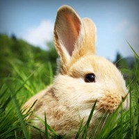 /album/flatakhyapas/photolia-a03-jpg/