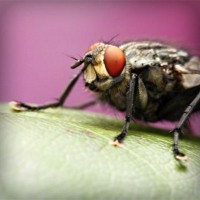 /album/flatakhyapas/photolia-a08-jpg/